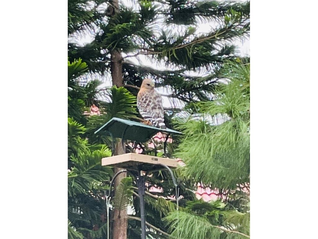 6315 Clearmeadow Court Windermere FL 34786 O6330497 image42