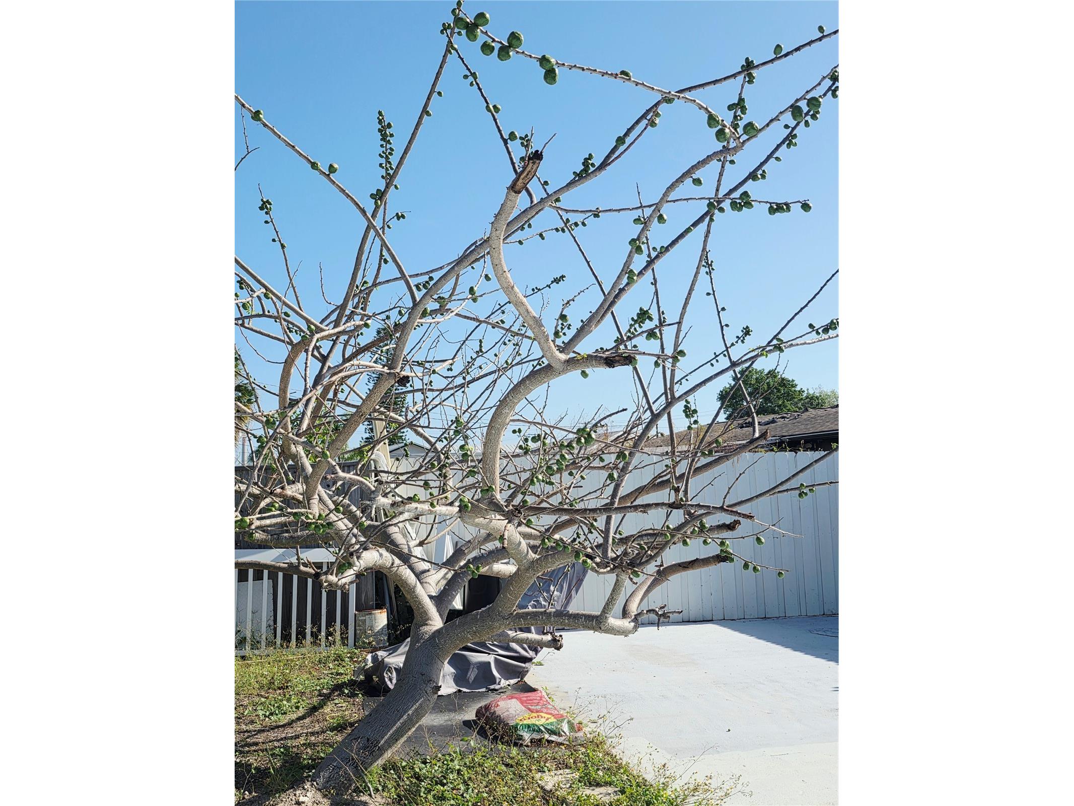 6316 Fairway Boulevard Apollo Beach FL 33572 TB8504278 image35