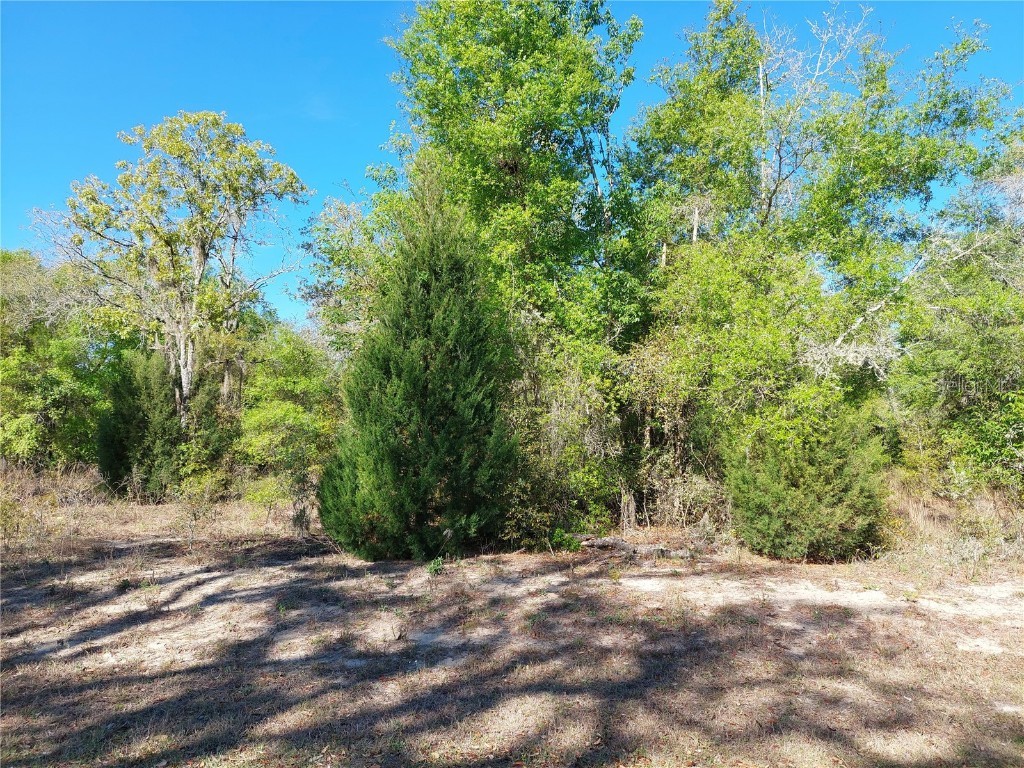 6321 Otter Drive Dade City FL 33523 L4935904 image1