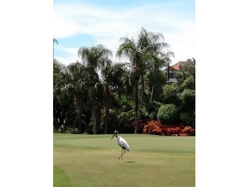 6322 Palma Del Mar Boulevard S #305 Saint Petersburg FL 33715 U8230086 image2