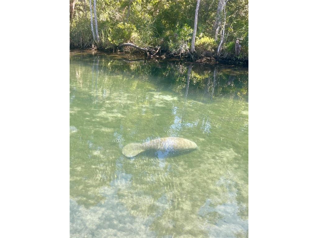 6333 Bear Trail Weeki Wachee FL 34607 TB8440441 image41