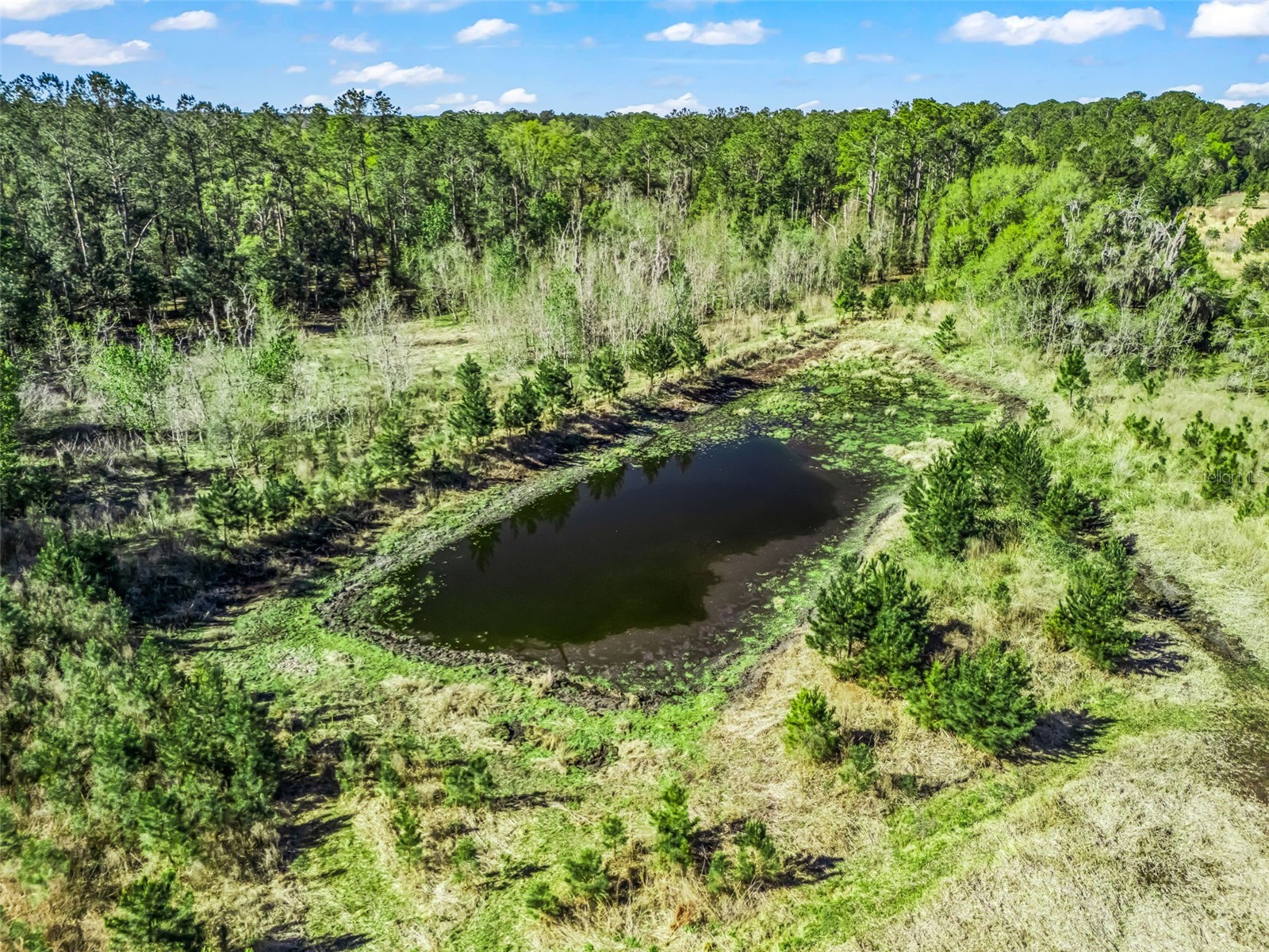 6350 NE 86th Avenue Bronson FL 32621 OM721098 image75