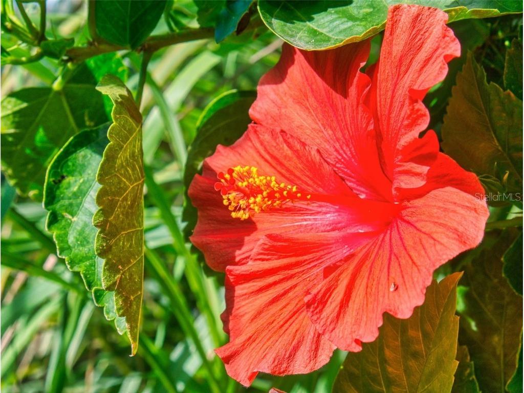 6353 River Road New Smyrna Beach FL 32169 O6345729 image43