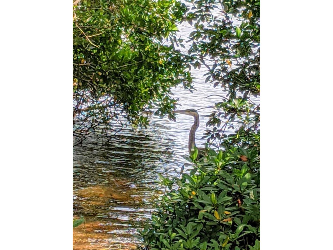 6363 99th Way N #12I Saint Petersburg FL 33708 - SNOWY EGRET LAKE TB8465915 image46