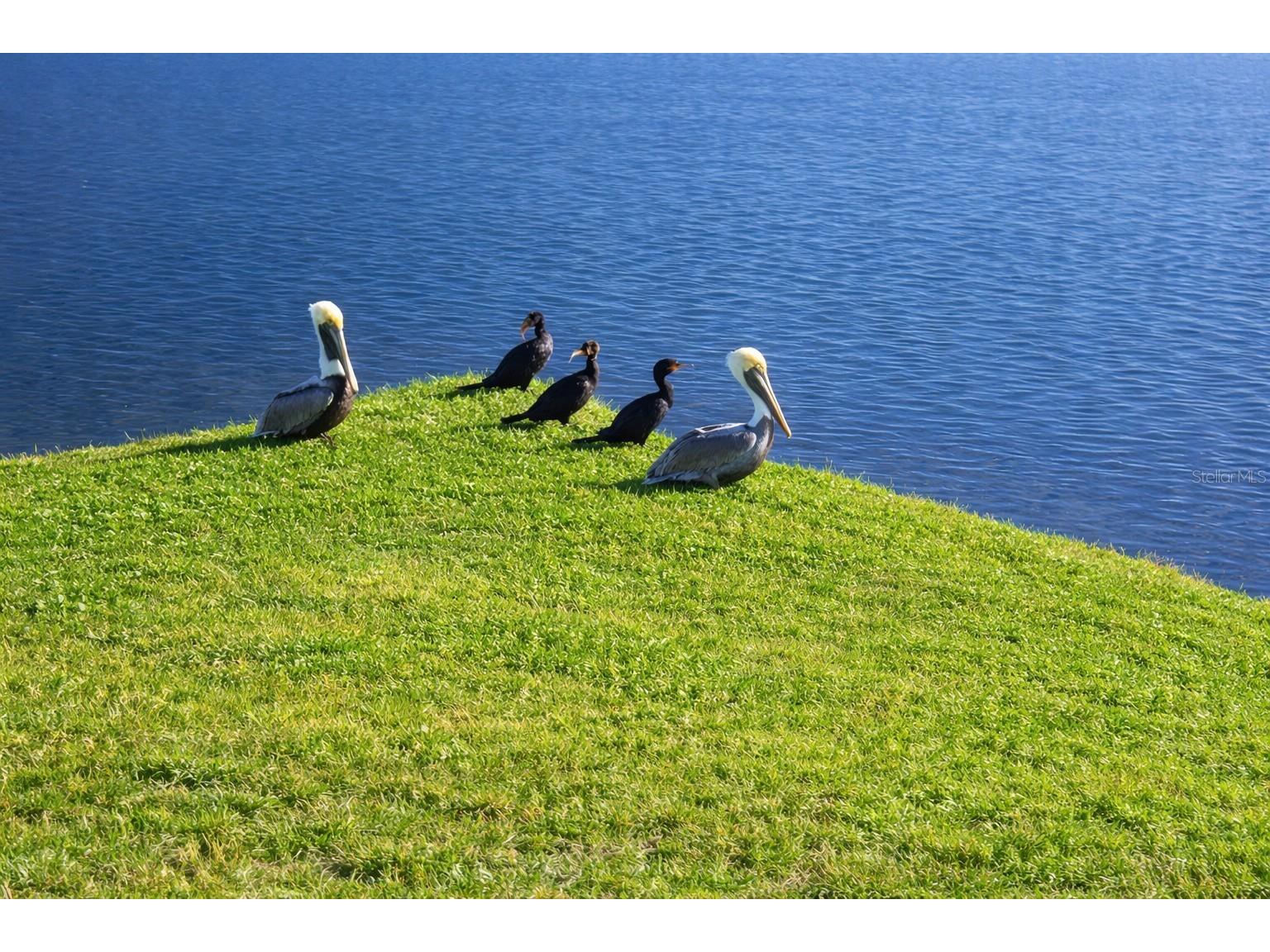 6363 99th Way N #12I Saint Petersburg FL 33708 - SNOWY EGRET LAKE TB8465915 image68