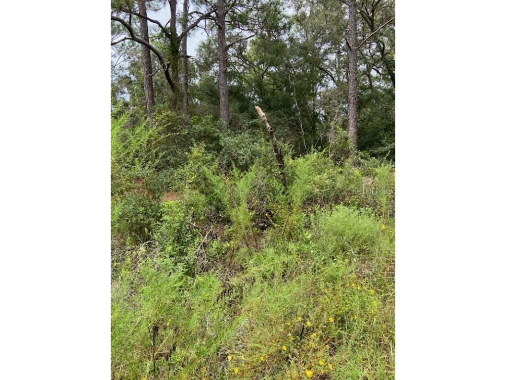 6364 E Seneca Street Inverness FL 34452 W7868207 image1