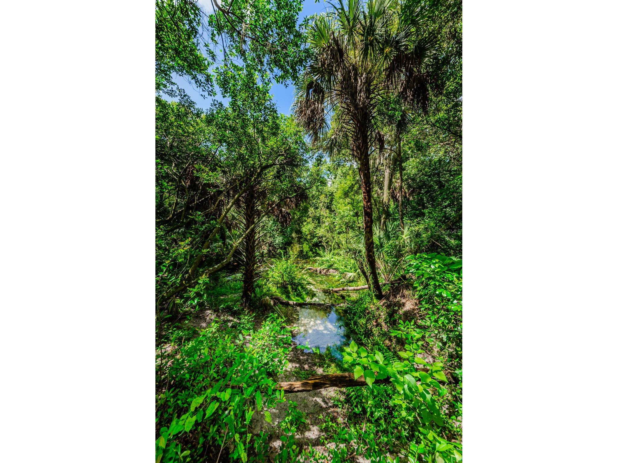 6376 Spider Lily Way New Port Richey FL 34653 W7887293 image94