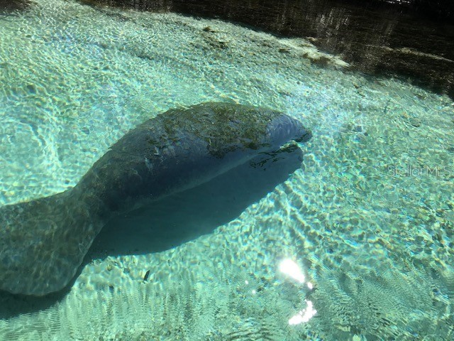 6394 Richard Drive Weeki Wachee FL 34607 - WEEKI WACHEE RIVER TB8474186 image10