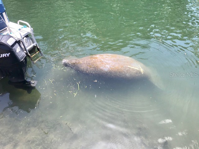 6394 Richard Drive Weeki Wachee FL 34607 - WEEKI WACHEE RIVER TB8474186 image11