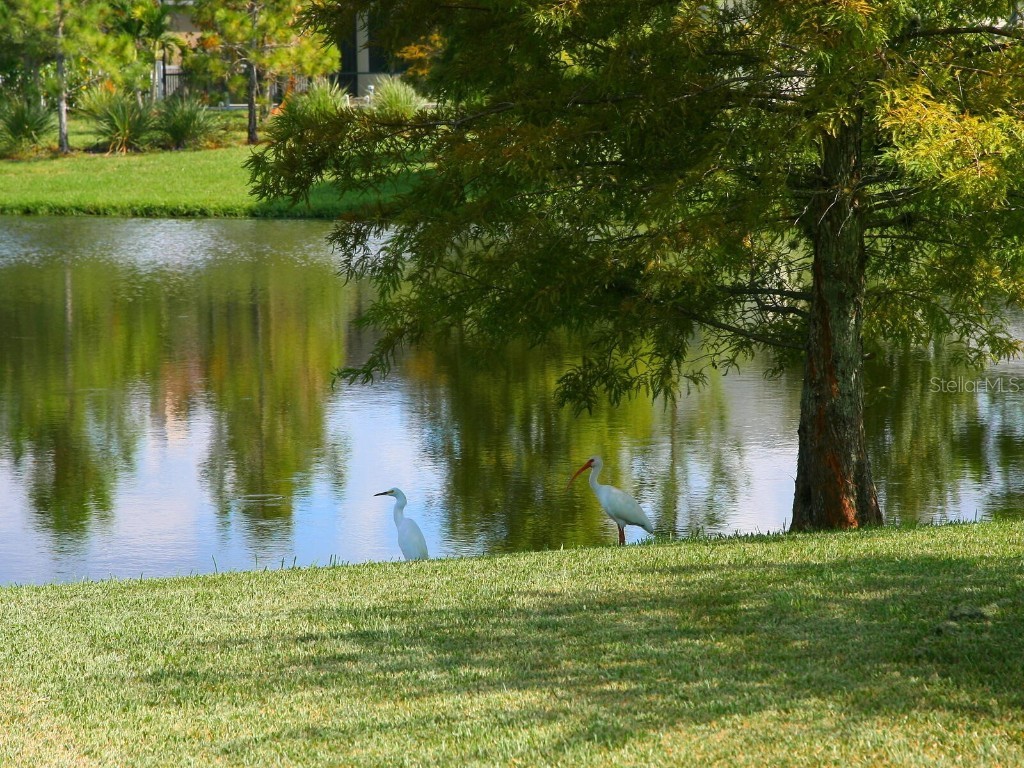 6404 Royal Tern Circle Lakewood Ranch FL 34202 A4660085 image61