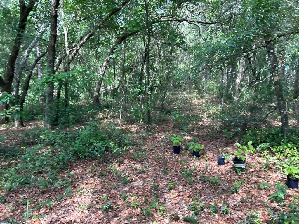 6408 Little Lake Geneva Road, Keystone Heights, FL, 32656 MLS P4930600 Edina Realty