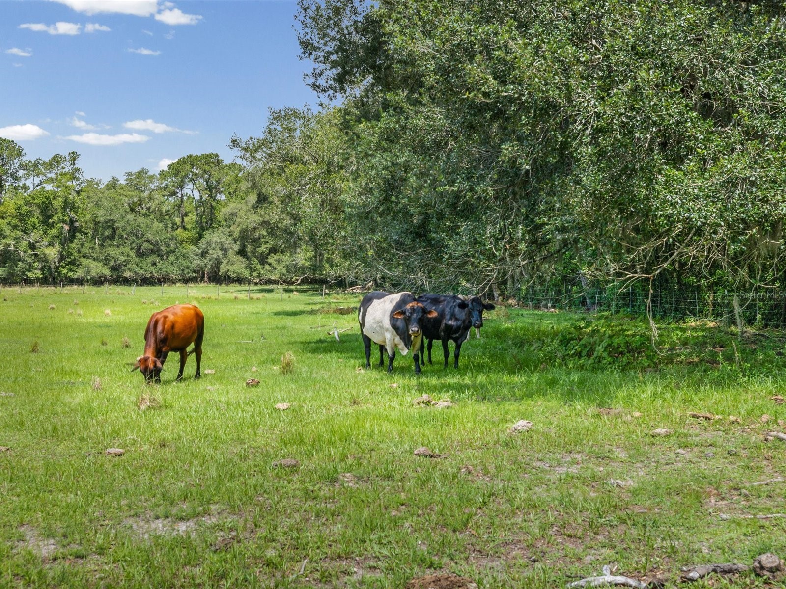 6413 Emerson Road Brooksville FL 34601 W7887142 image49