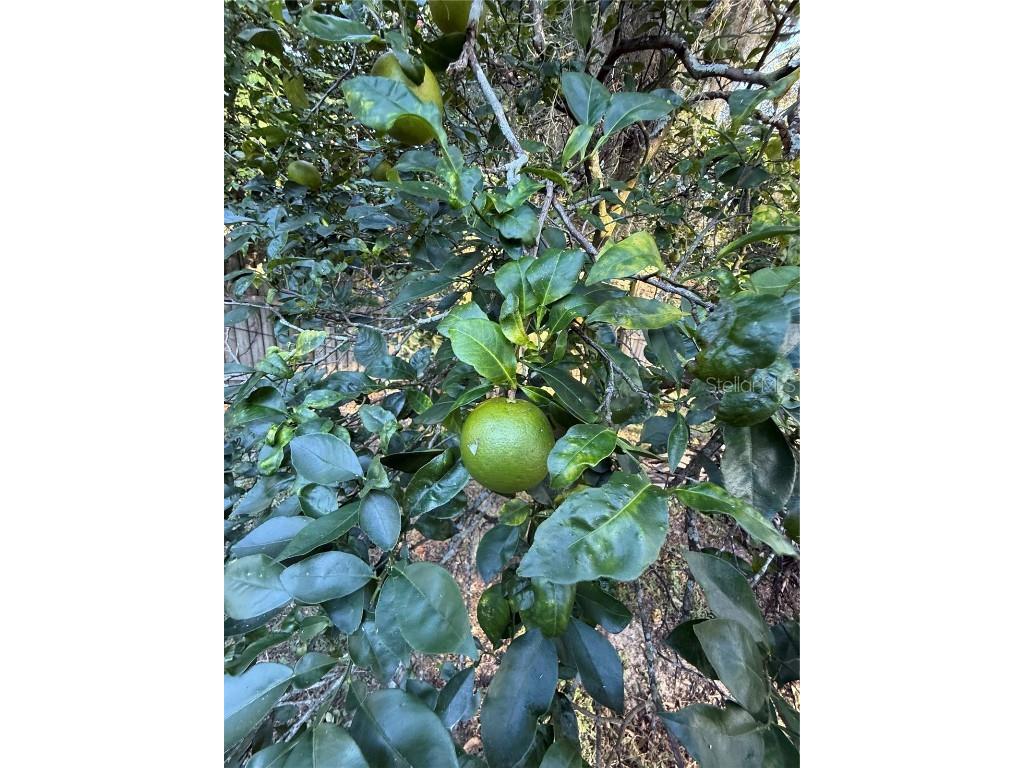 6416 Lake Horseshoe Drive Orlando FL 32818 - Horseshoe Lake O6361863 image44