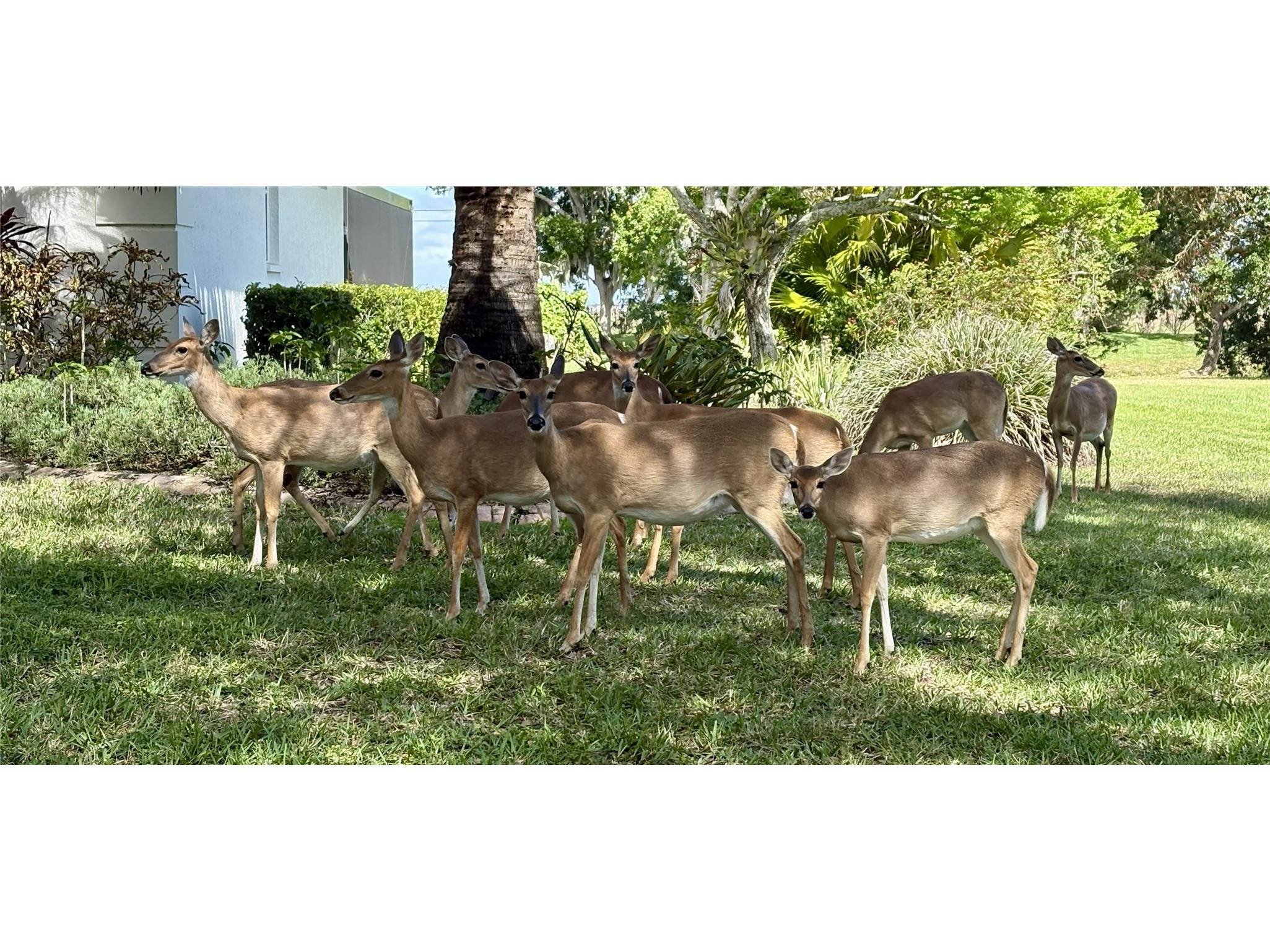 6418 Jackie Lynn Court Sarasota FL 34241 A4690185 image35