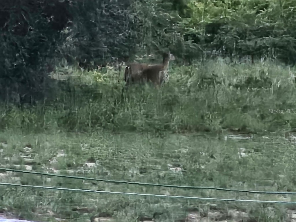 643 Fazzini Road Babson Park FL 33827 P4936587 image19