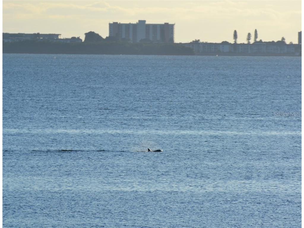 6430 Sun Eagle Lane #201 Bradenton FL 34210 - SARASOTA BAY A4664788 image45