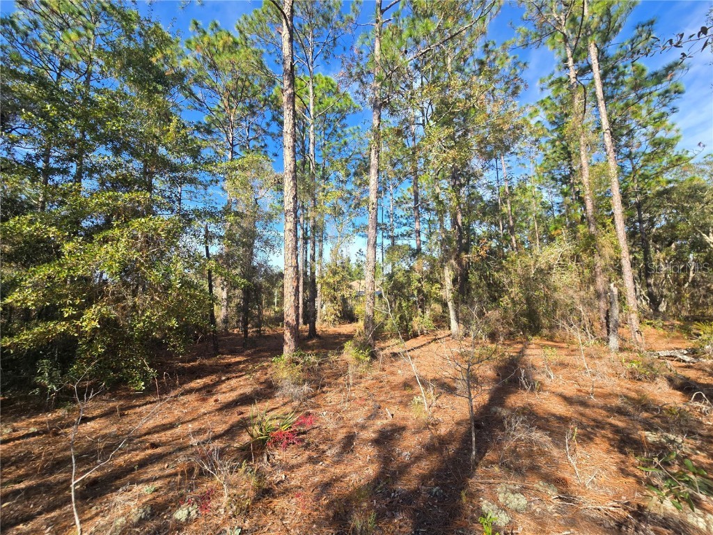 6434 N Baylor Terrace Citrus Springs FL 34433 OM713988 image10