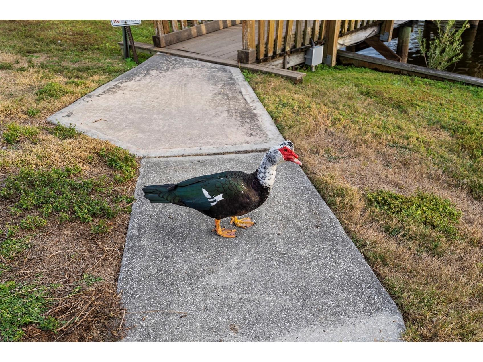 6438 93rd Terrace N #603 Pinellas Park FL 33782 TB8465495 image43