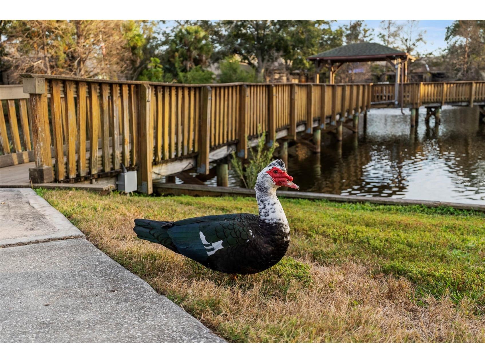 6438 93rd Terrace N #603 Pinellas Park FL 33782 TB8465495 image44