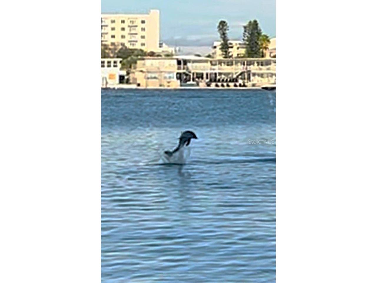 644 Island Way #101 Clearwater Beach FL 33767 - MANDALAY CHANNEL TB8461679 image62