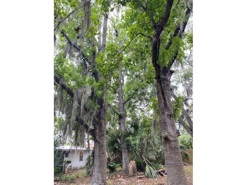 6442 Treehaven Drive Spring Hill FL 34606 W7885781 image25
