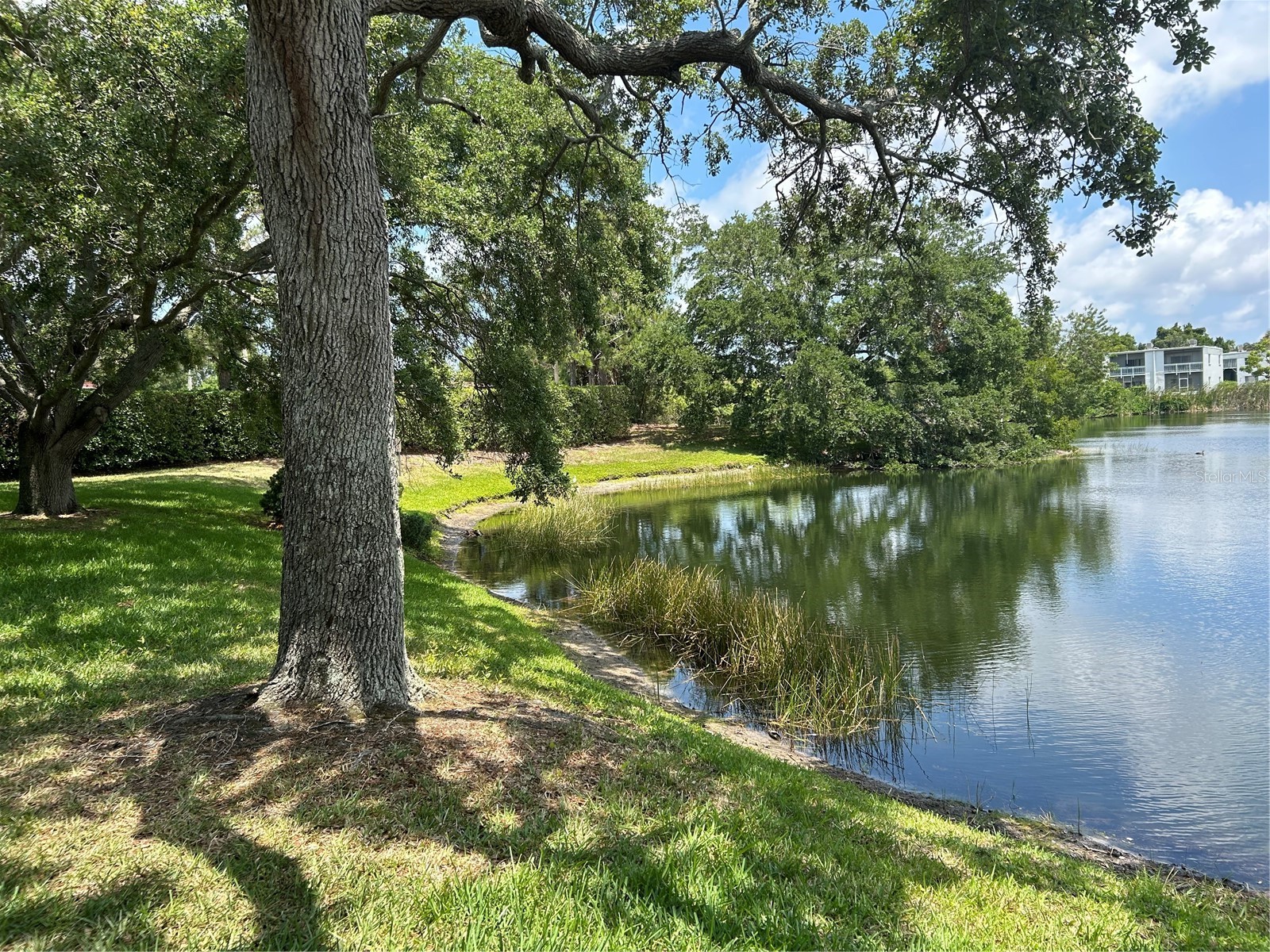 645 N Keene Road #D Clearwater FL 33755 TB8472846 image27