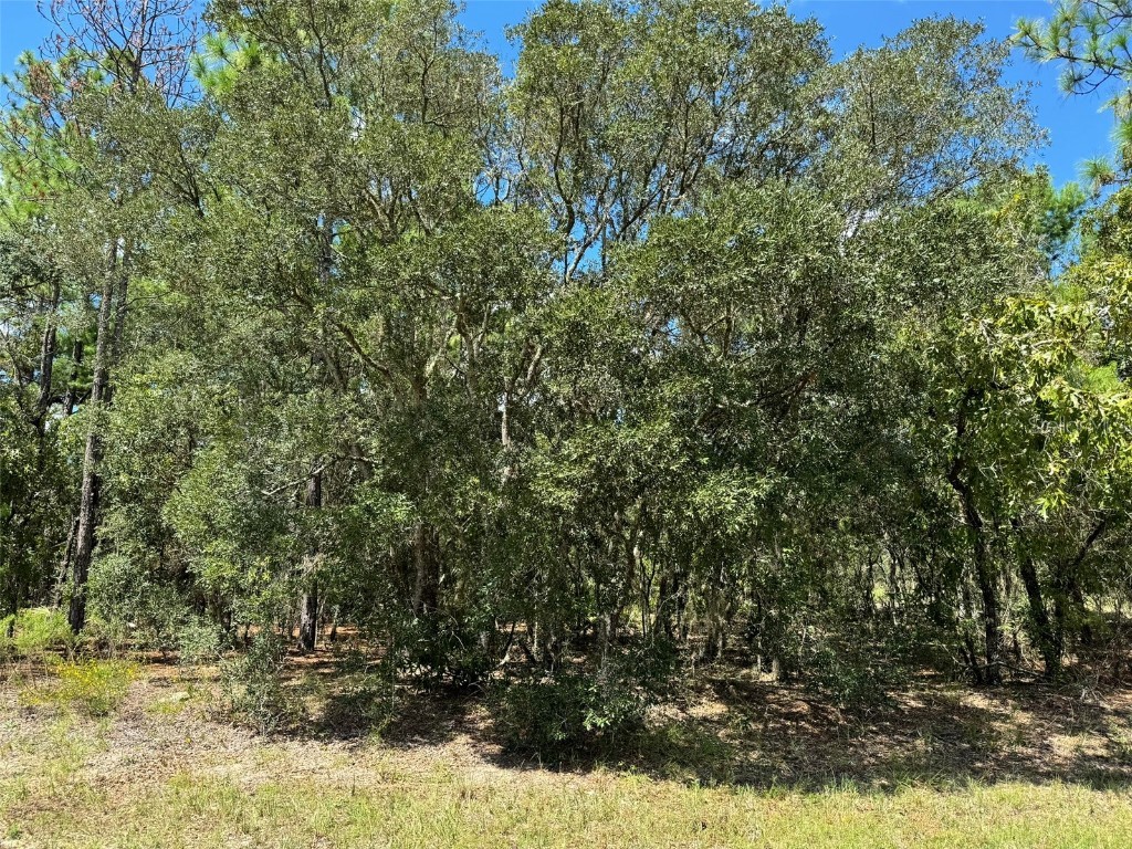 6499 N Dorian Terrace Dunnellon FL 34433 T3553201 image1