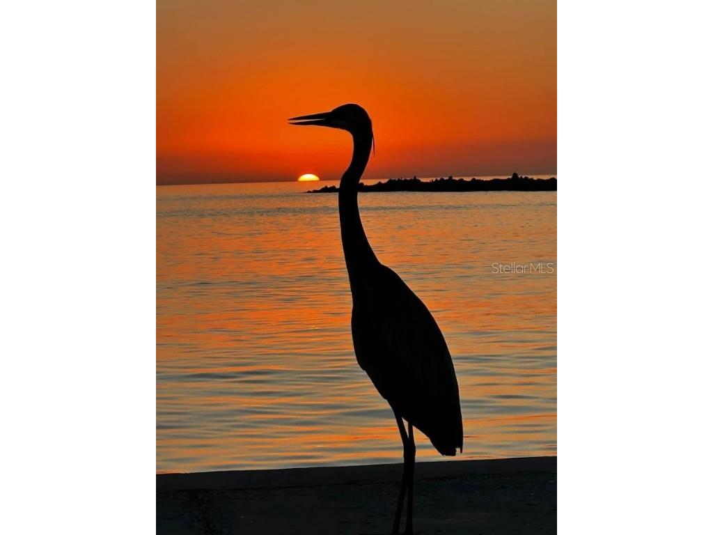 650 70th Avenue Saint Pete Beach FL 33706 - GULF OF MEXICO TB8383480 image56