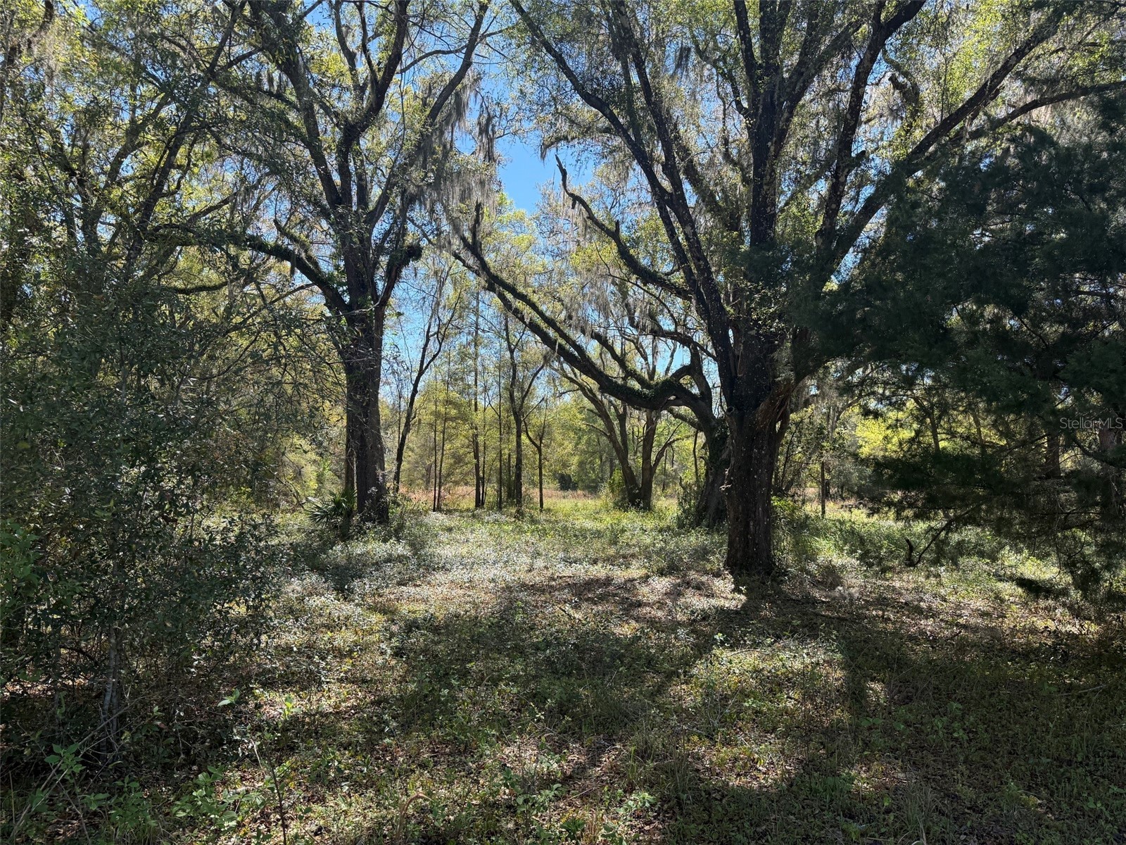 650 NE 200th Avenue Williston FL 32696 O6403664 image23