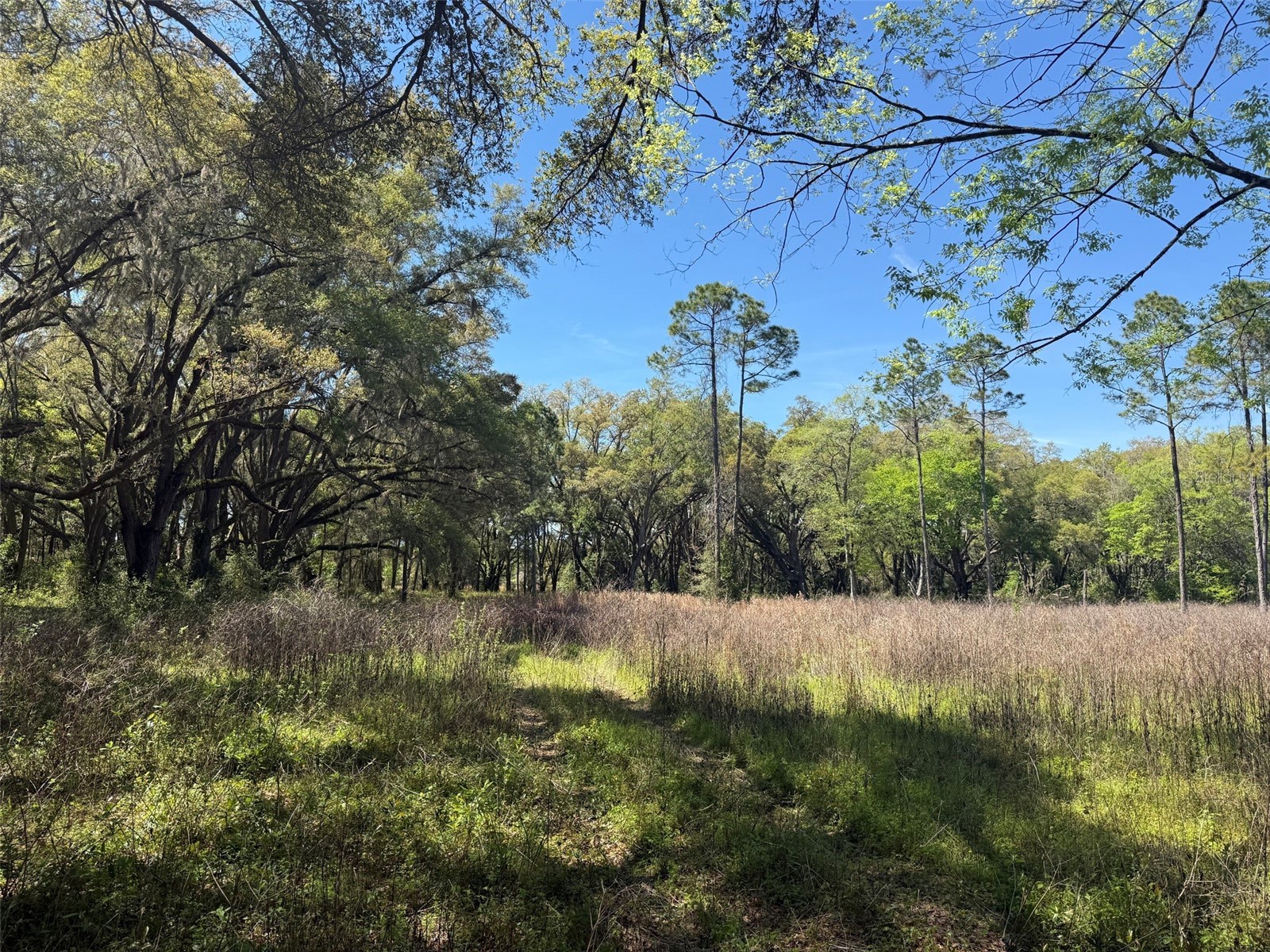 650 NE 200th Avenue Williston FL 32696 O6403664 image24
