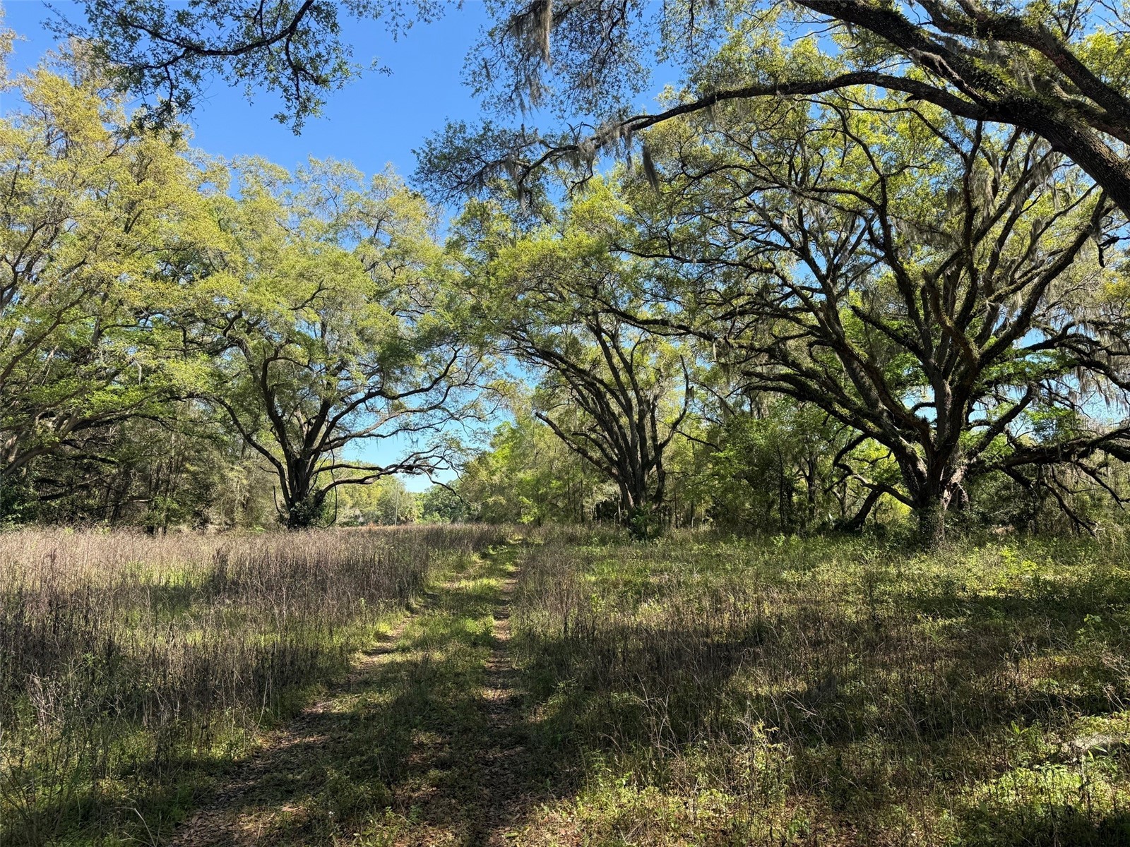 650 NE 200th Avenue Williston FL 32696 O6403664 image25