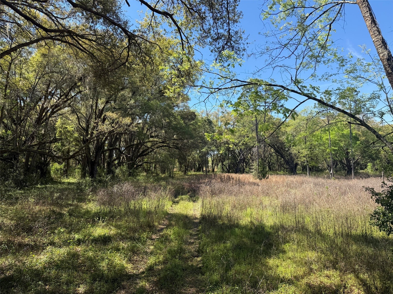 650 NE 200th Avenue Williston FL 32696 O6403664 image27