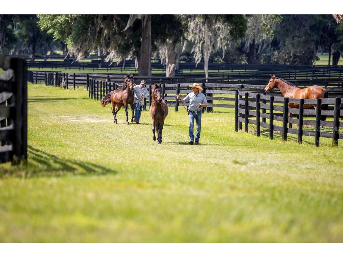 6500 & 6800 NW 193rd Street Micanopy FL 32667 OM691230 image47