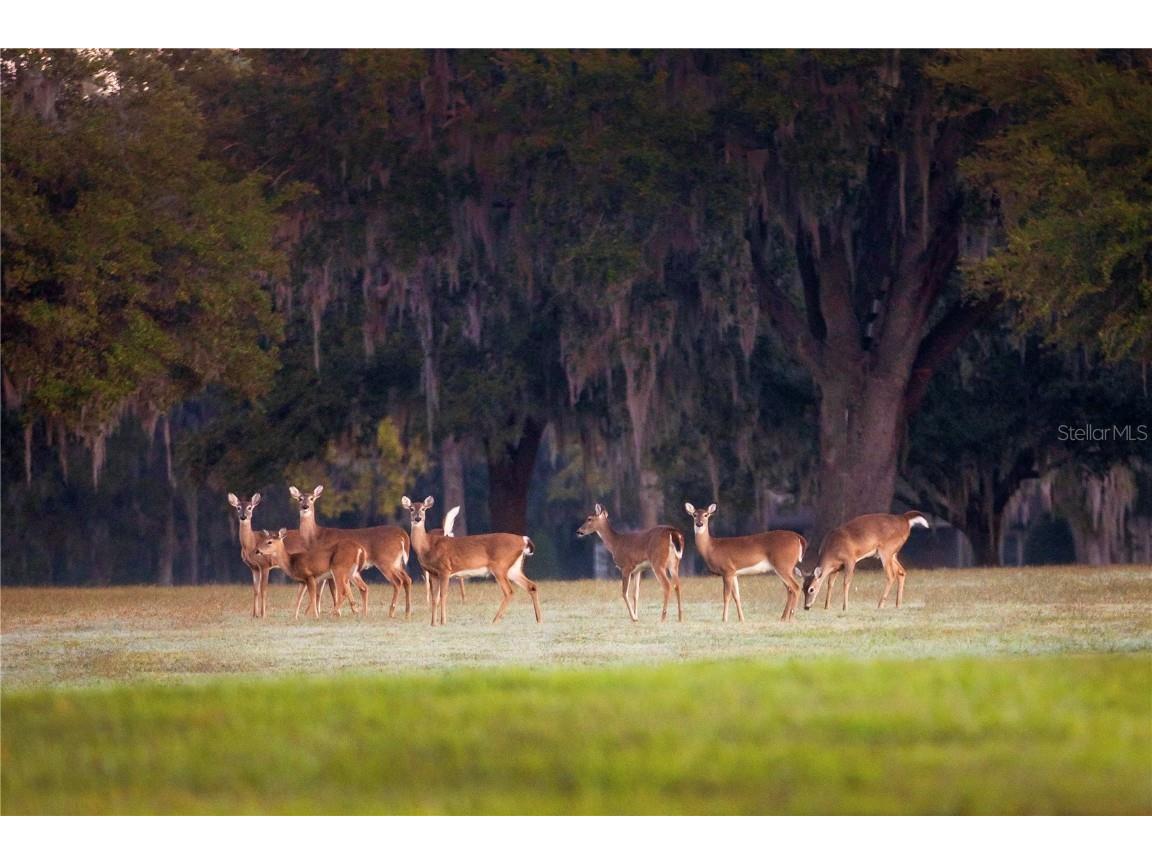 6500 & 6800 NW 193rd Street Micanopy FL 32667 OM691230 image55