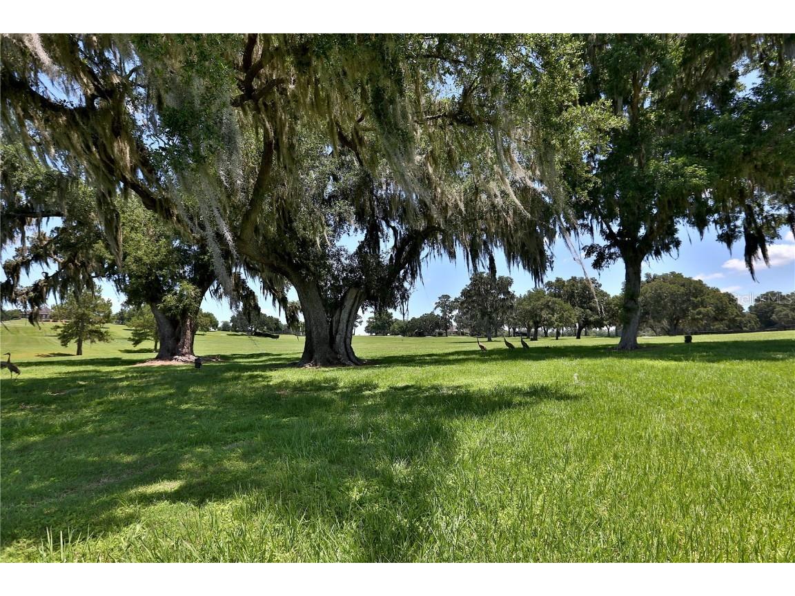 6500 SE 193rd Street Micanopy FL 32667 OM691215 image22