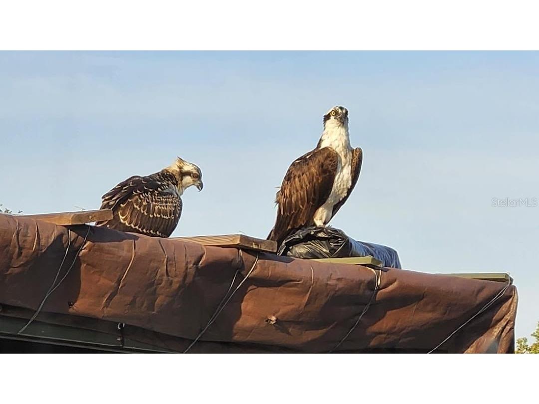 6516 Bimini Court Apollo Beach FL 33572 TB8414429 image39