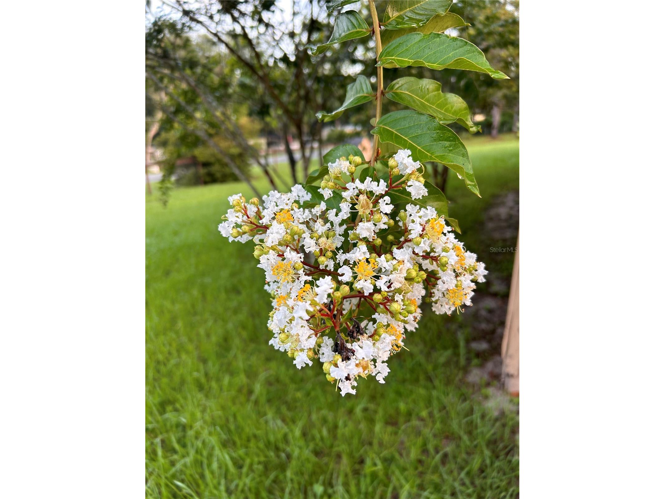 655 SE 162nd Terrace Silver Springs FL 34488 OM720696 image30
