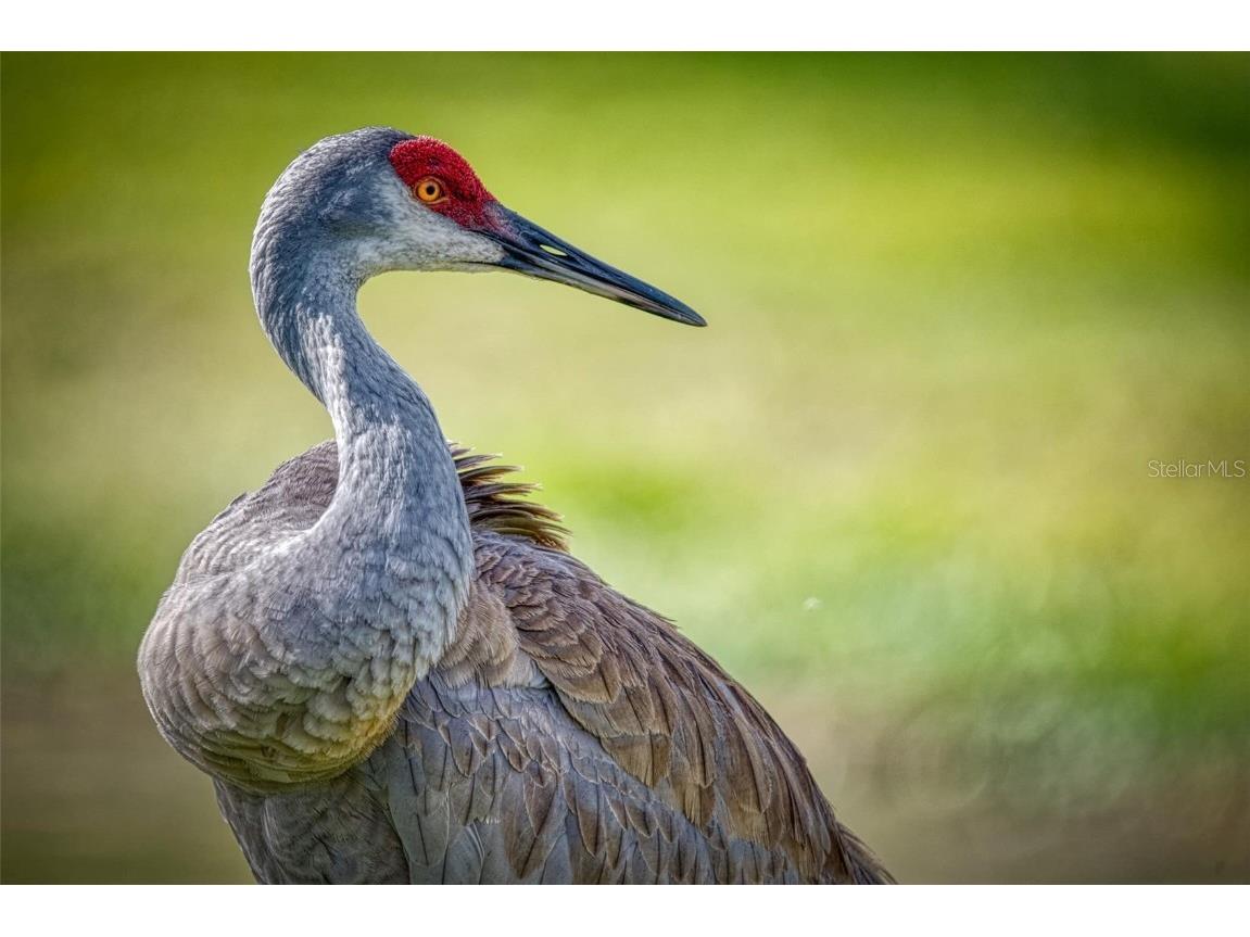 657 Midway Drive #A Ocala FL 34472 - LAKE SPARKLE OM697077 image62