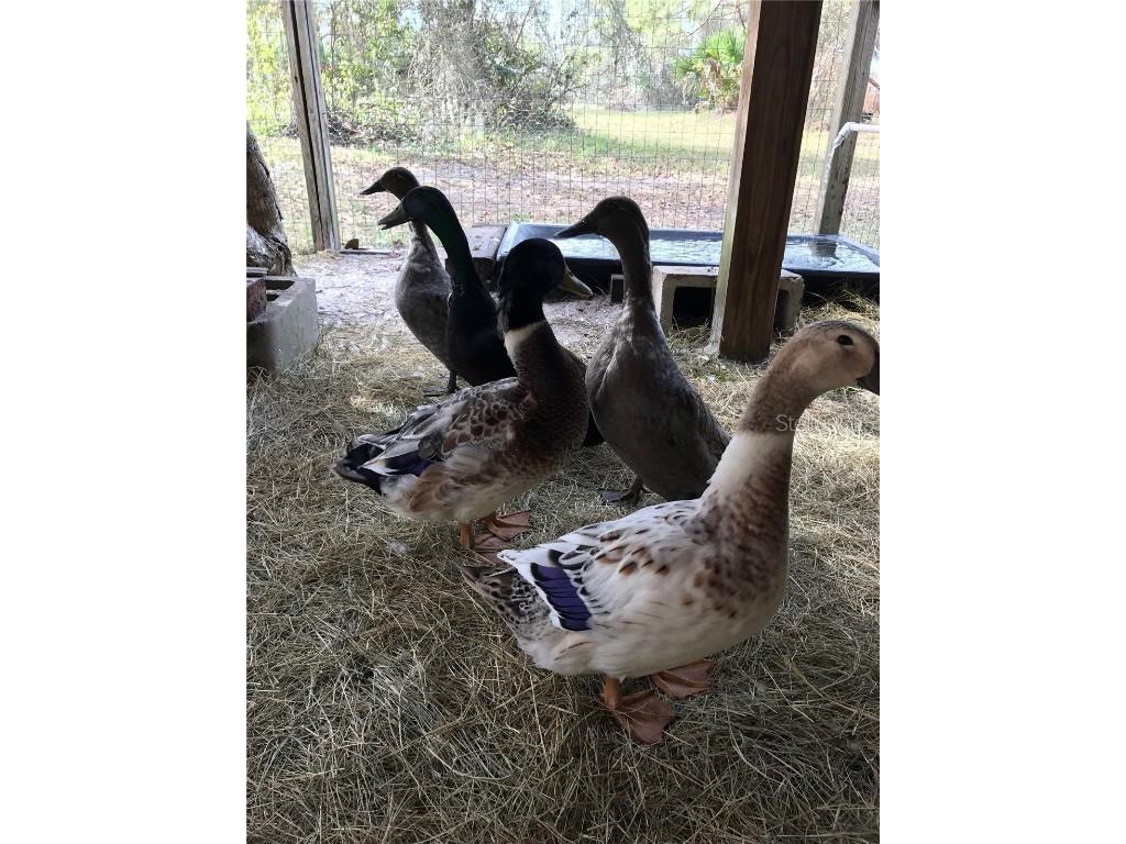 6570 Old Ranch Road Sarasota FL 34241 A4670782 image34