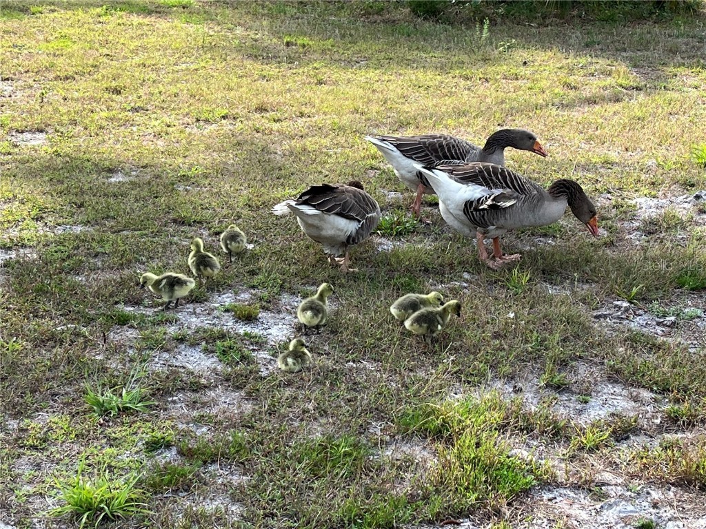 6570 Old Ranch Road Sarasota FL 34241 A4670782 image41