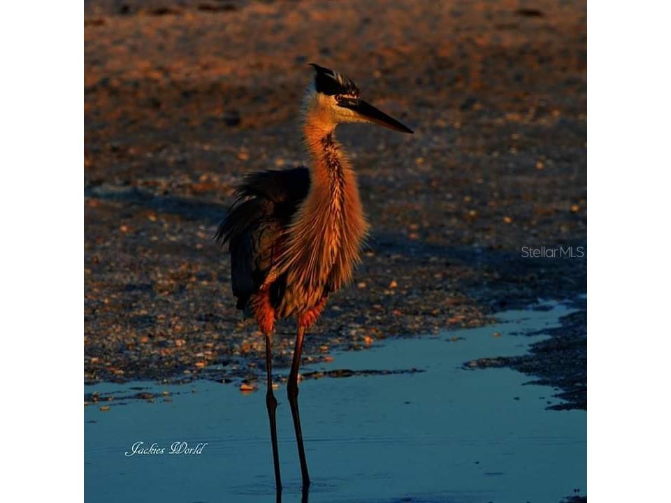 66 Tarpon Way Placida FL 33946 - INTRACOASTAL WATERWAY D6142503 image20