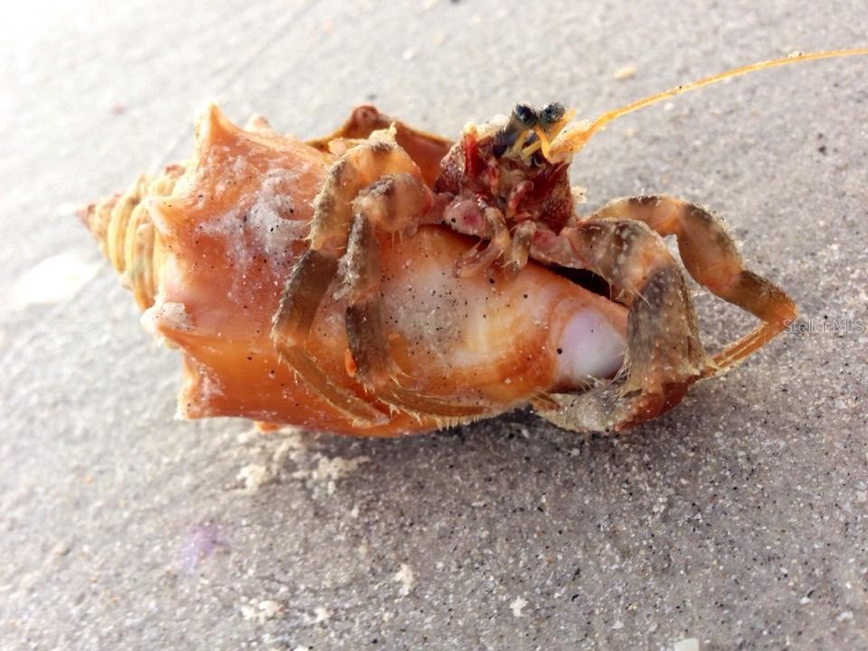 66 Tarpon Way Placida FL 33946 - INTRACOASTAL WATERWAY D6142503 image22