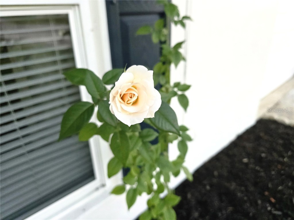 663 Hager Street Deltona FL 32725 TB8443919 image49