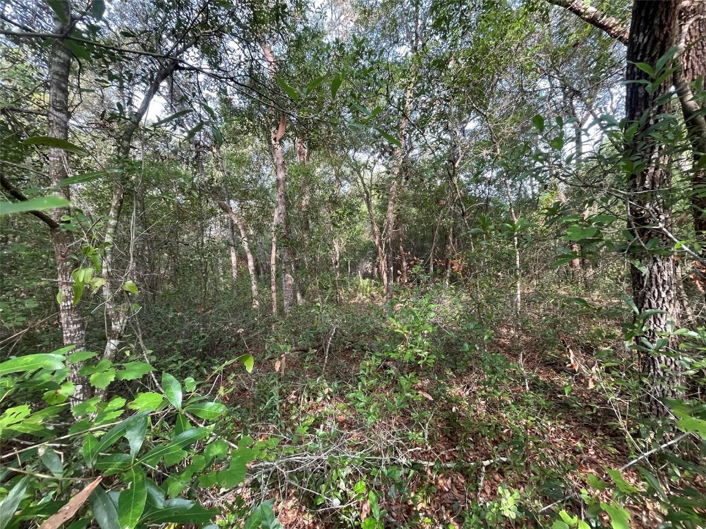 6634 N Pagoda Tree Terrace Hernando FL 34442 OK225315 image7