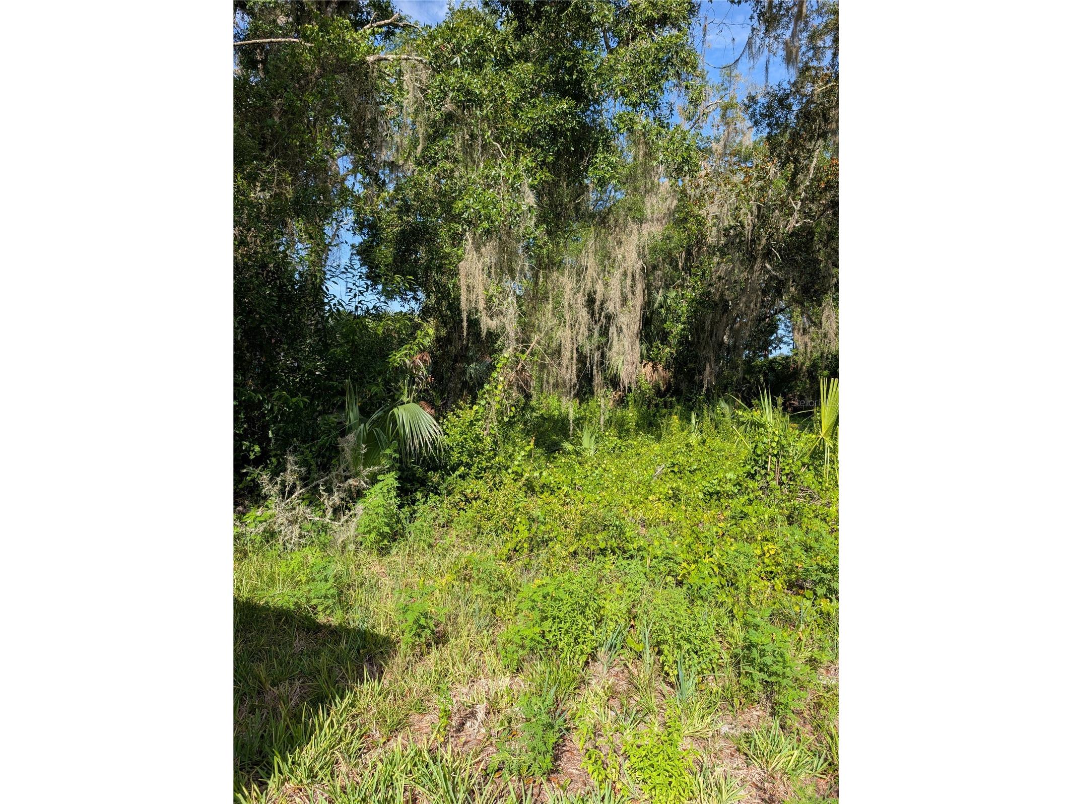 6650 N Beechnut Loop Hernando FL 34442 OM728523 image2
