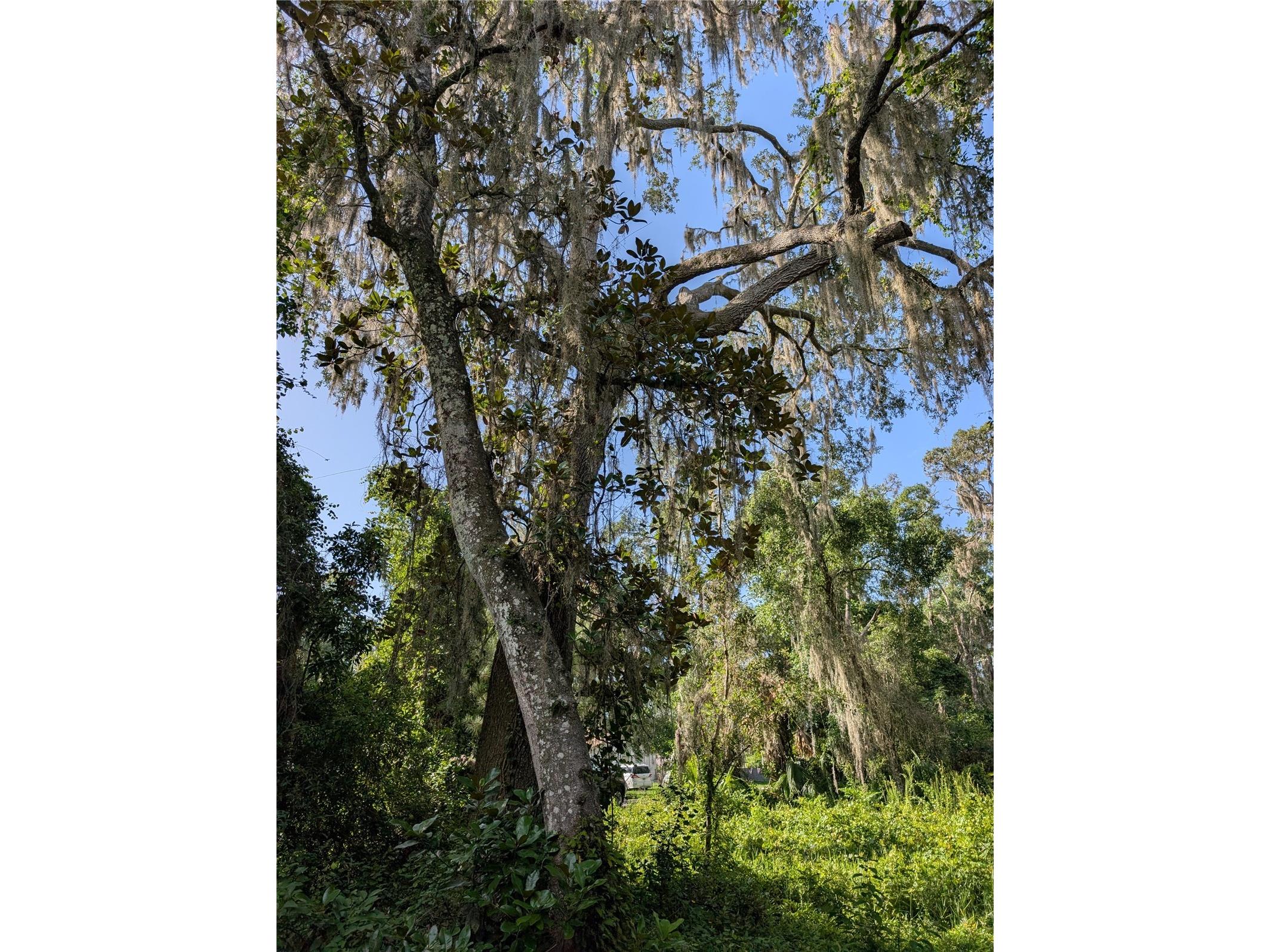 6650 N Beechnut Loop Hernando FL 34442 OM728523 image3