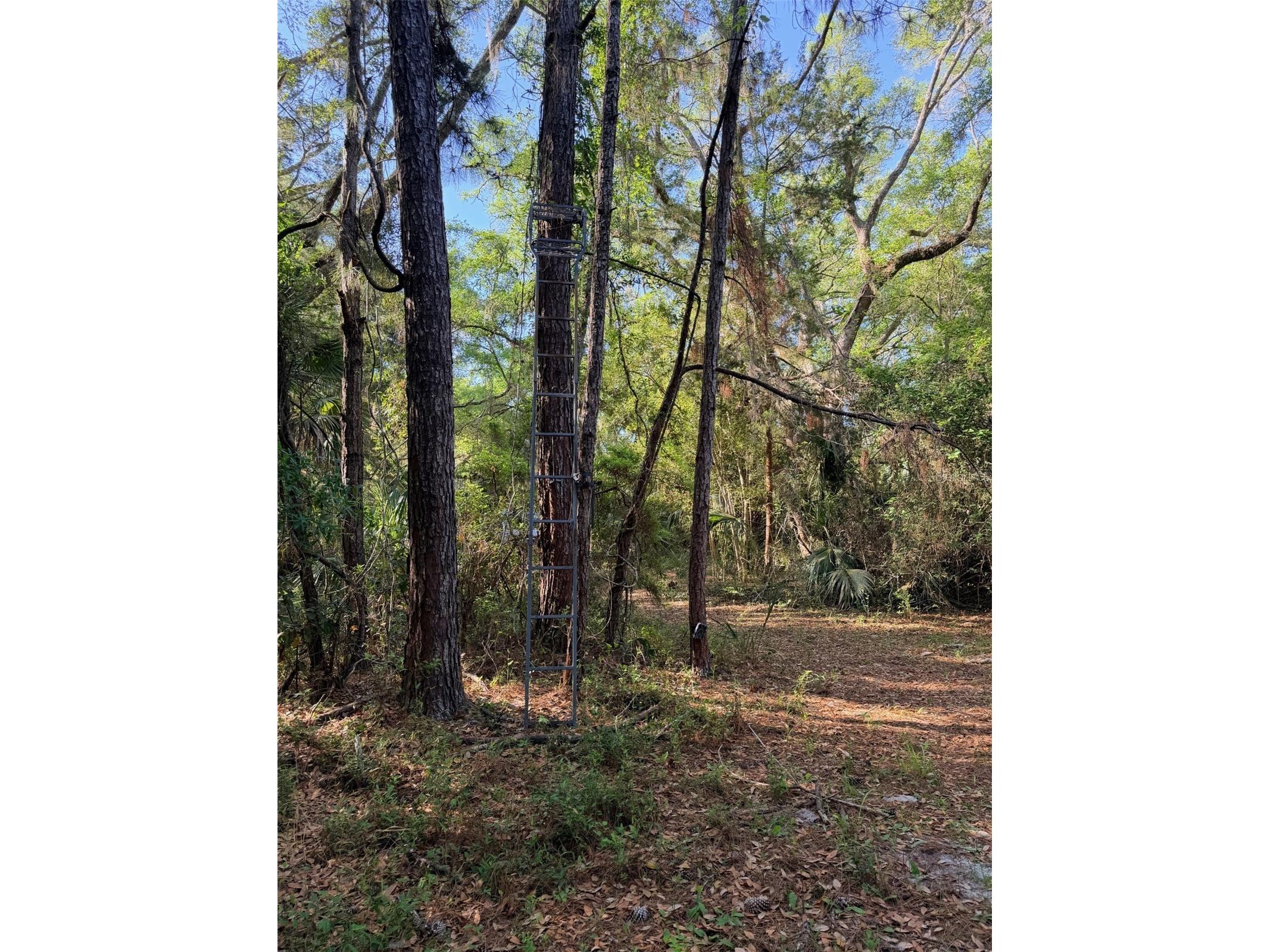 6650 NW 110th Avenue Chiefland FL 32626 GC539649 image12