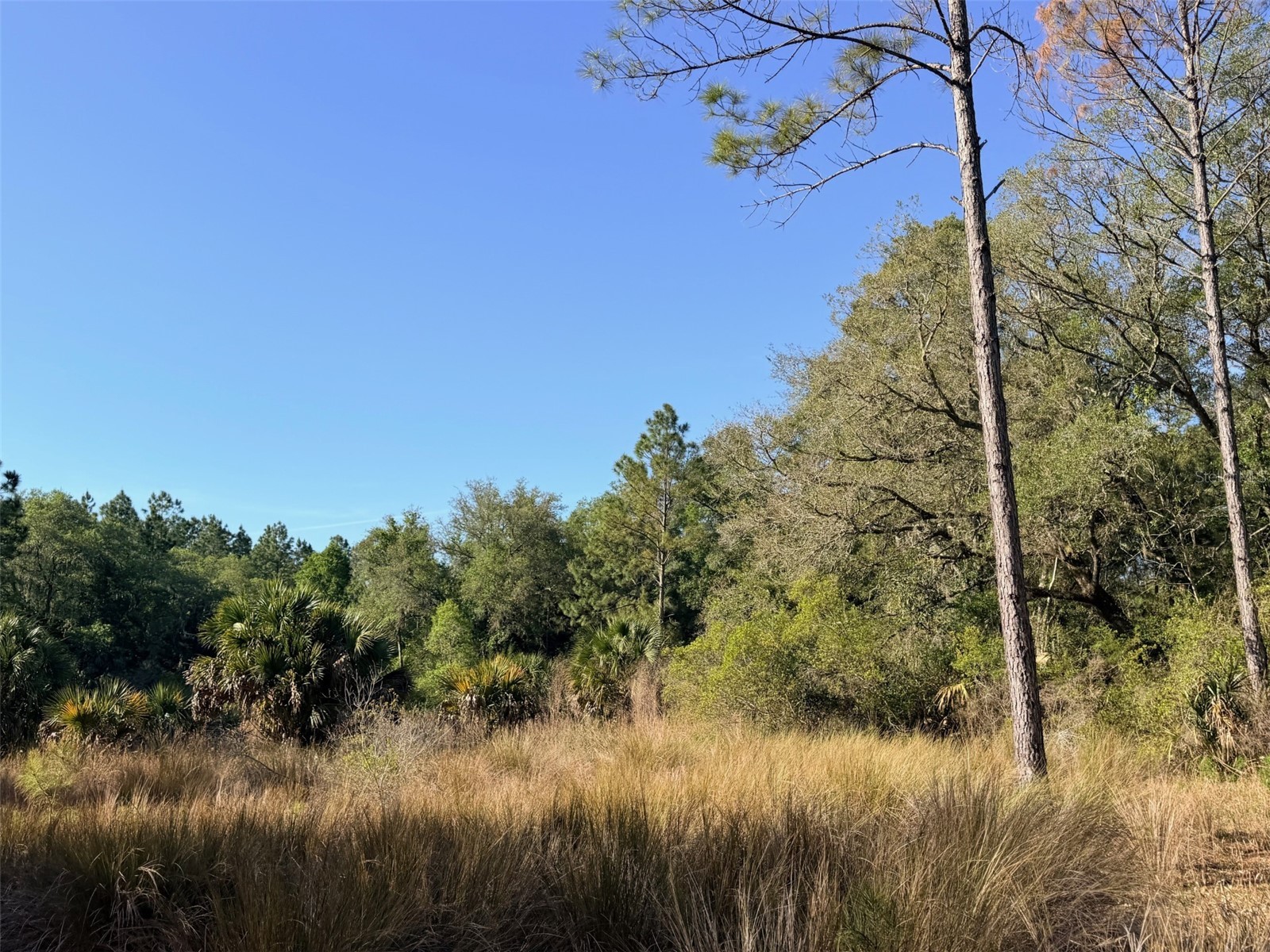 6650 NW 110th Avenue Chiefland FL 32626 GC539649 image2