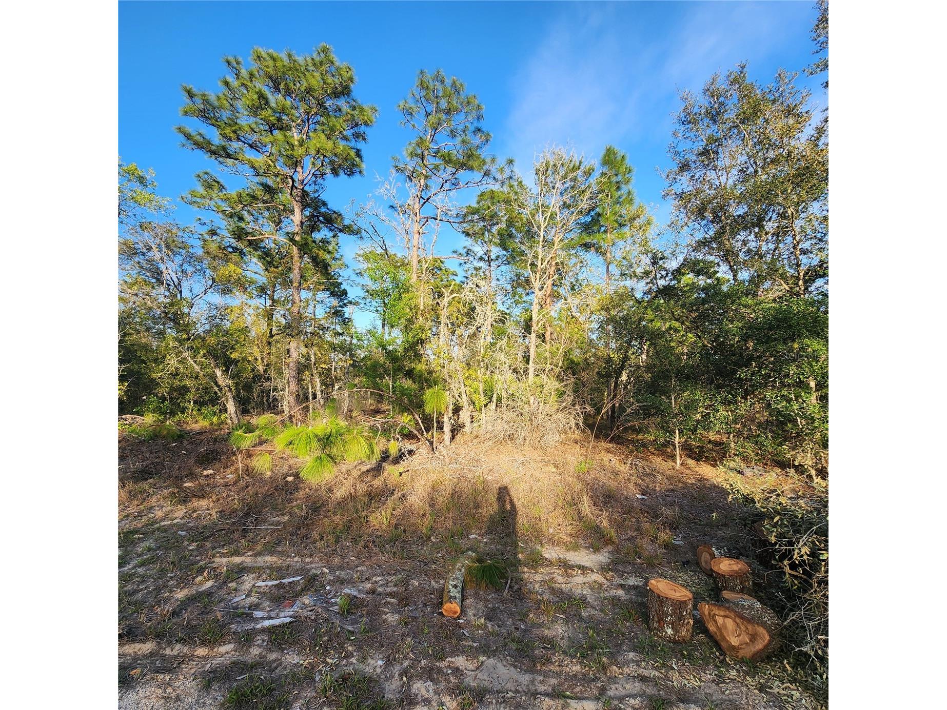 6673 N Libby Terrace Citrus Springs FL 34433 OM729174 image4
