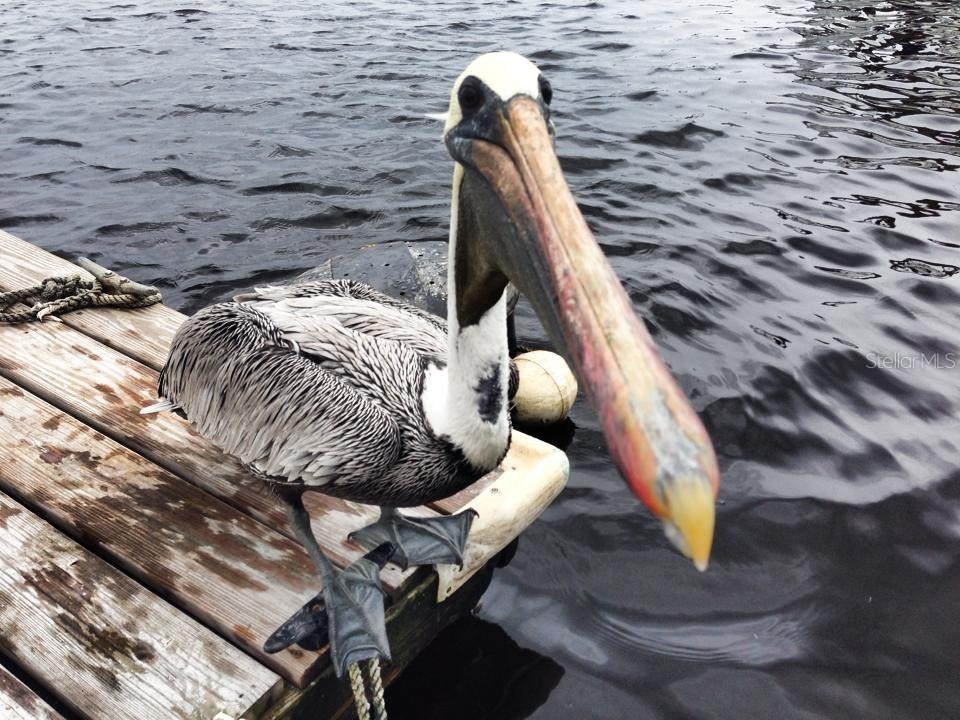 67 Bocilla Drive Placida FL 33946 D6142555 image17